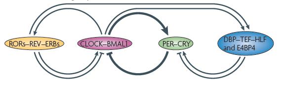 Primary Clock Gene Loops Clock proteins compose regulatory loops, with
