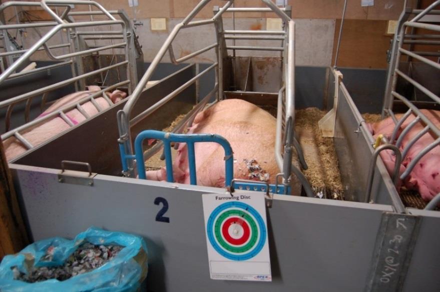 Farrowing crates This can be a particularly difficult time to provide sows and piglets with appropriate enrichment, but when done well, there are many benefits.
