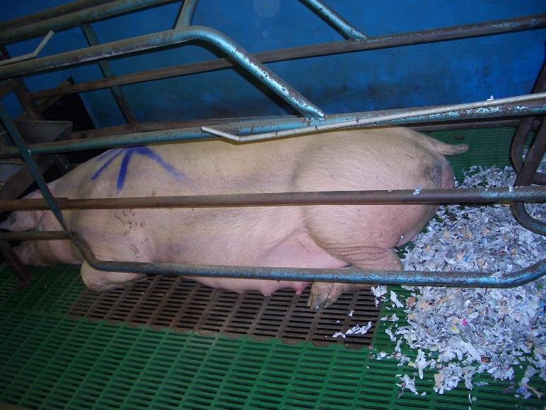 How to be confident that the enrichment is appropriate? Pigs that do not have sufficient or appropriate enrichment can show vice behaviour.