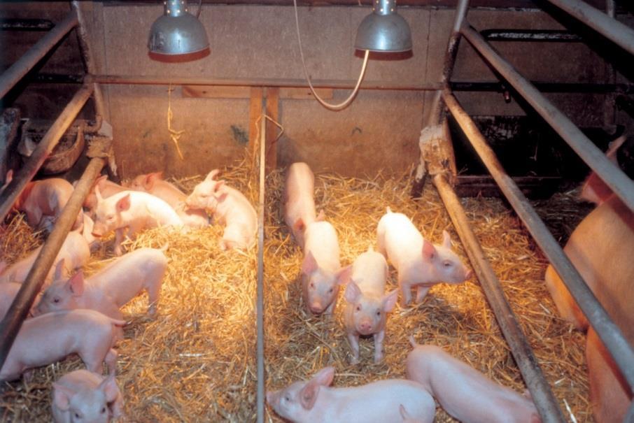 Further tips for providing enrichment for piglets in farrowing crates: Varying the enrichment each week is a good way to stimulate interest and maximise the effectiveness of enrichments provided.
