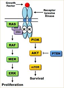 Targeted therapy in CRC The EGFR signaling pathway plays an essential role in colorectal carcinogenesis and progression. This makes it an attractive therapeutic target.