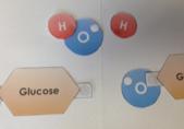 Building Macromolecules: Carbohydrates Assemble ALL four of your