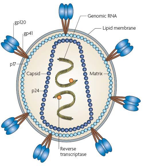 13 matrix proteins (MA); both the lipid bilayer and the MA are termed the outer core of the virus.