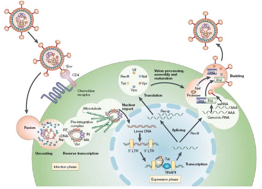 16 1.1.2.3 The Replicative Cycle Figure 3 The replicative cycle of HIV.