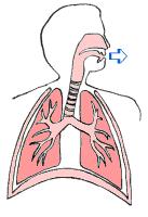 Chronic Obstructive Pulmonary Disease Chronic obstructive pulmonary disease (COPD) is a disease characterized by airflow limitation that