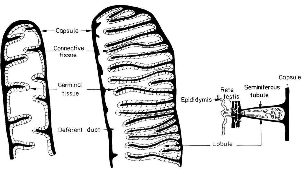 filiations, one the tubule type (not found in higher vertebrates), and the other the lobule type which announces amniote structure.