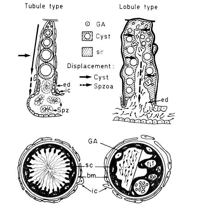 spermatozeugmas. Tubules radiate from this cavity towards the periphery (fig. 2) ; the blind end (apex) of these tubules is apposed against the testicular capsule.