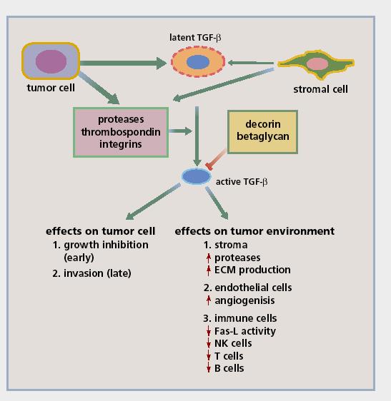 Figure 3. Activation of and dual roles for tumor and stromal TGF-β in tumorigenesis through interaction with the tumor cell and its environment.