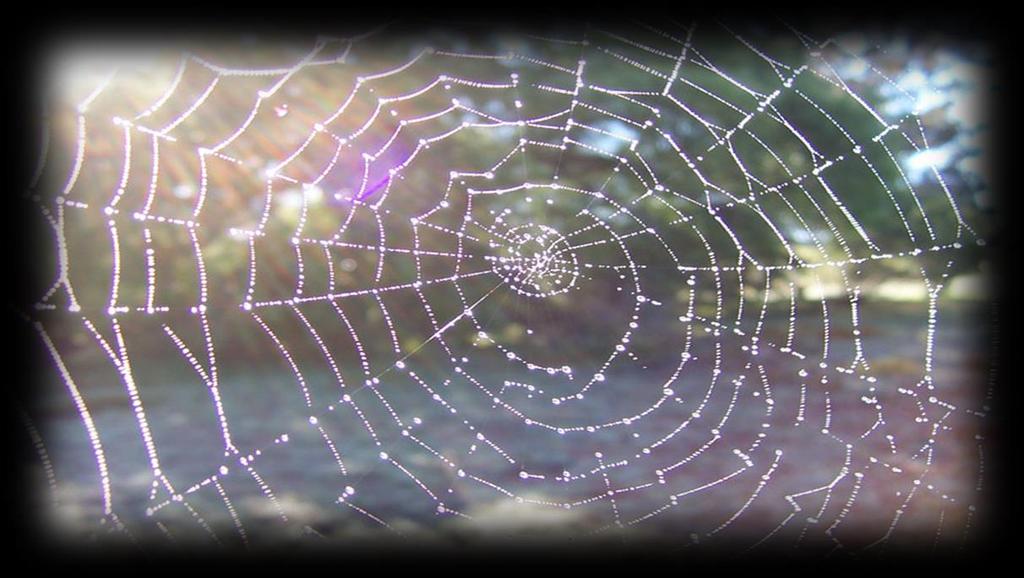 Channel Theory Dewy spider web (Fir0002, 2005) Classical