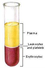 Plasma This is the yellowish liquid portion of blood.