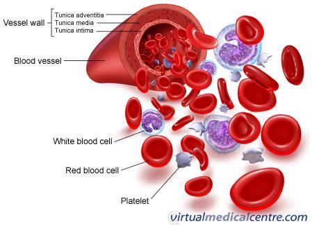 PLATELETS (Thrombocytes) The clotting factors that are carried in the plasma; they
