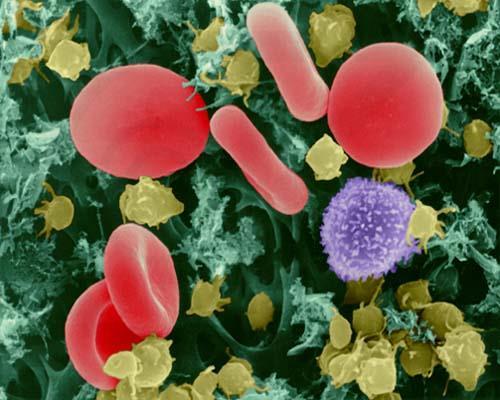 Platelets Proper Name: Thrombocytes. Smallest part of blood.