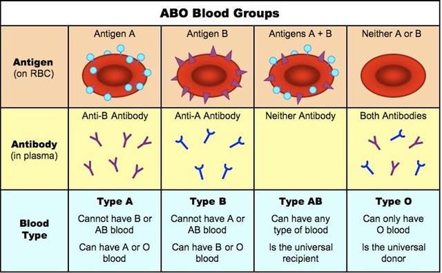 Antibodies vs Agglutinogens Type A blood cells carry the A agglutinogen, which is what determines a person s blood typ.