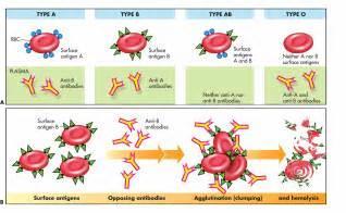 Precipitin Test A test performed by mixing the antibodies of each type of blood (A, B and Rh) with a sample