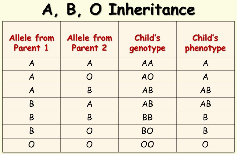 Blood Types and Genetics Your blood type is established before you are BORN, by specific GENES inherited from your parents.