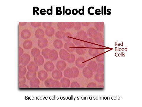 Why is blood red?