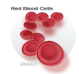 Red Blood Cells Proper name: Erythrocytes.
