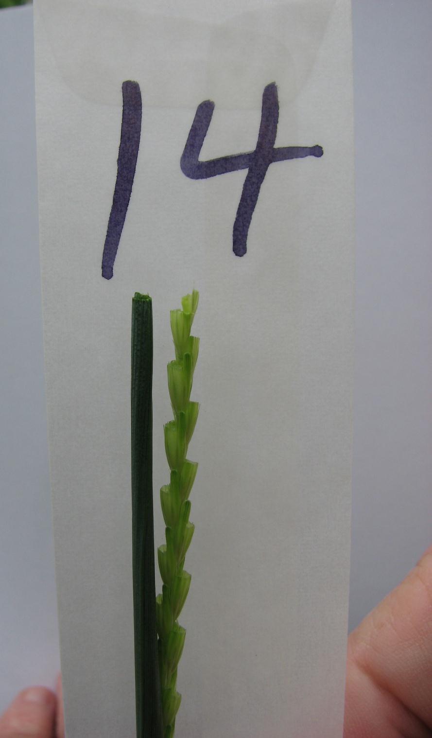 After emasculation of the female spike has been completed, place it in a numbered glassine bag. The number on the glassine bag indicates the day the emasculation was made.