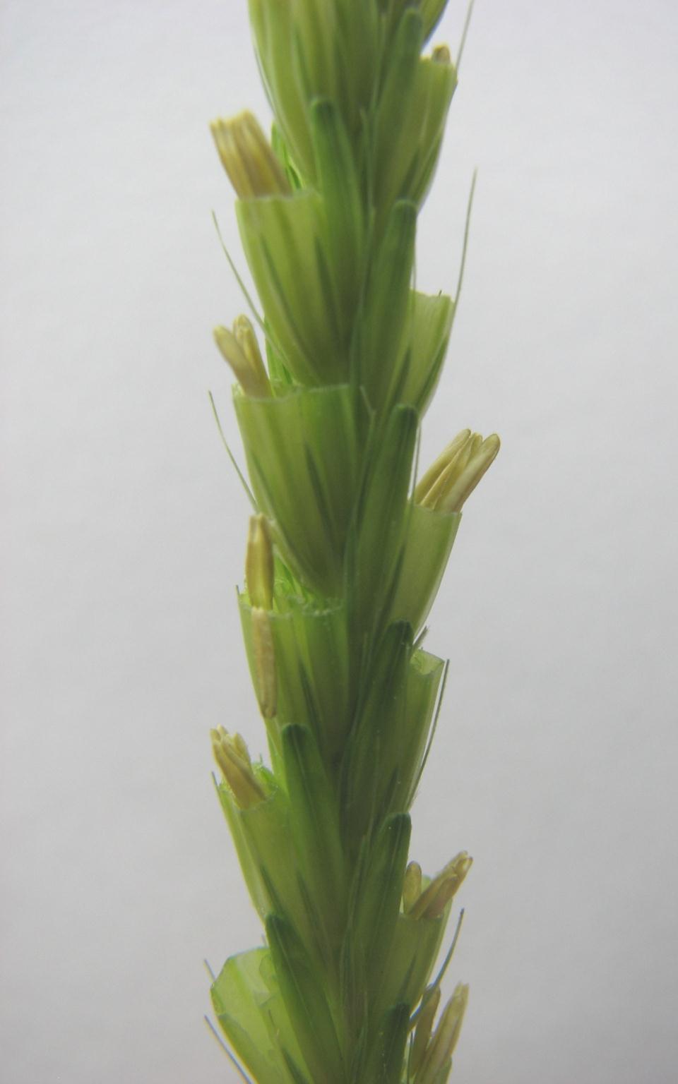 One to five minutes after clipping the spikelets of the male, the anthers start to enlarge (puff up).