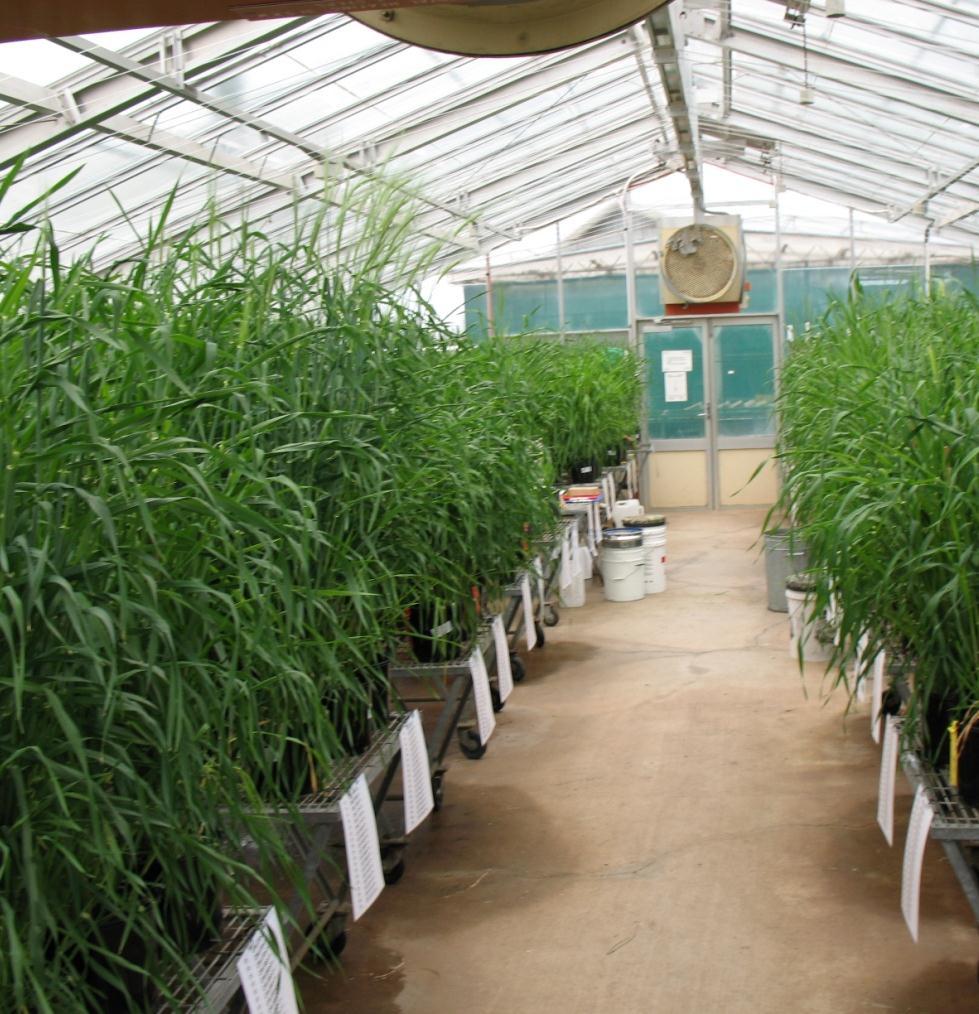 Indoor grown plants are generally
