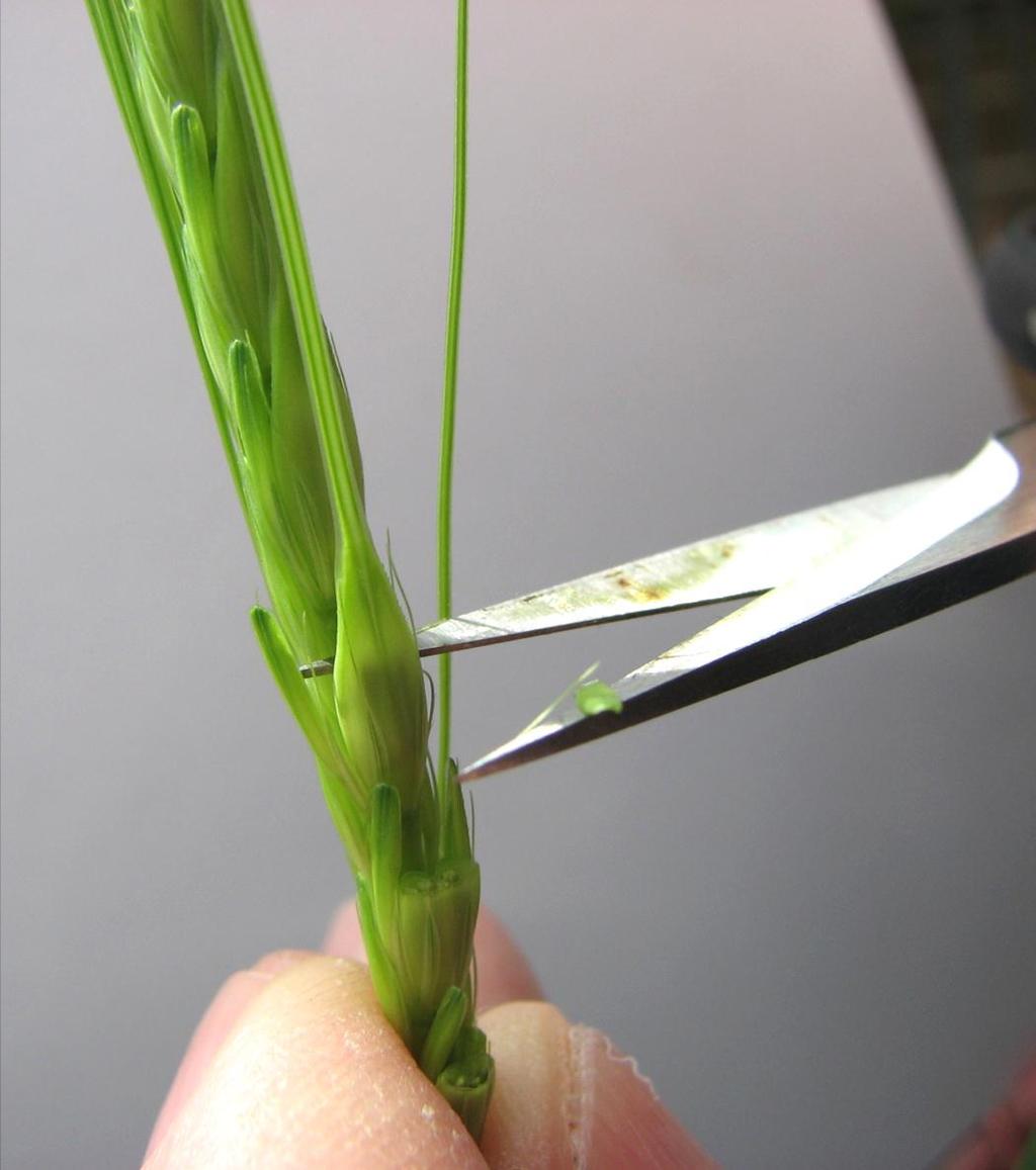 Clip individual spikelets