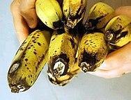 The rotted portion of the banana finger is dry and tends to adhere to fruits (appears similar to the ash of a cigar). Conidiophores are usually solitary or in small groups.