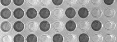 Identify trophozoites on microscopic examination of fluid from string test. 7 μm Medical Ecology: 1.