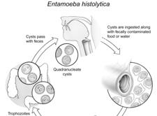 Entameba histolytica in culture with Chinese hamster ovary cells Entameba histolytica Eh CHO SEM TEM