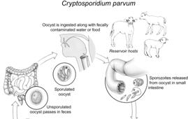TEM of Cryptosporidium hominis Altered