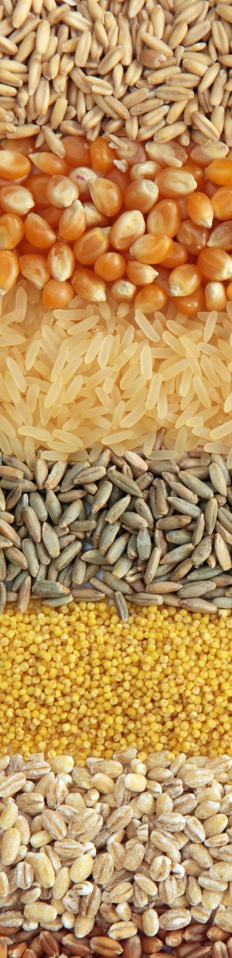 Select whole grains Whole grains, compared to processed grains, offer more fiber and nutrients because the brand and germ in the grain hasn t been removed.