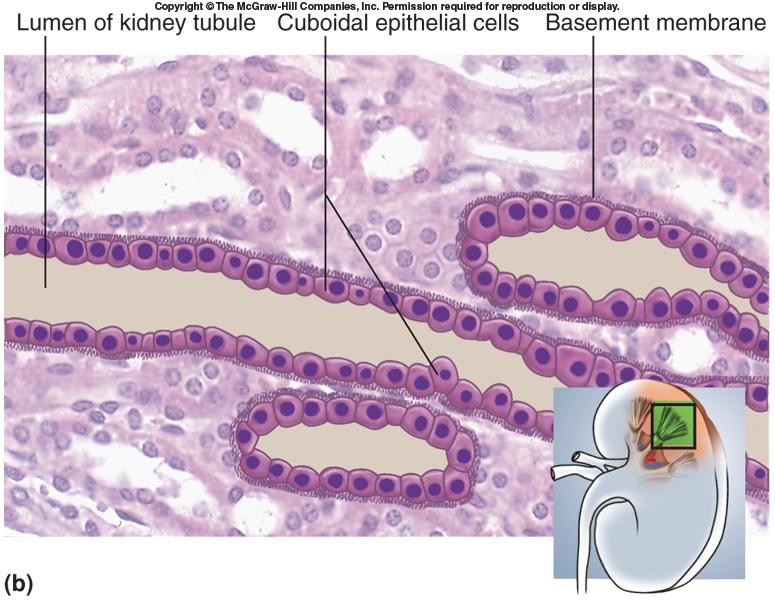 Cuboidal Epithelium Simple cuboidal epithelium Lines glands and their ducts Function secretion