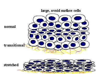 Functions protection, secretion Glandular Epithelium Gland 1 or more cells Unicellular gland