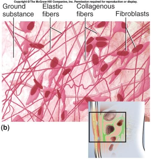 Loose (Areolar) Connective Tissue Types of Connective Tissue Fibers not abundant Binds epithelia to