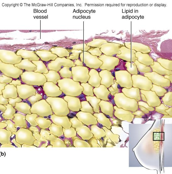 digestive tract Around blood vessels Most of the volume is adipocytes Provides padding, slows heat