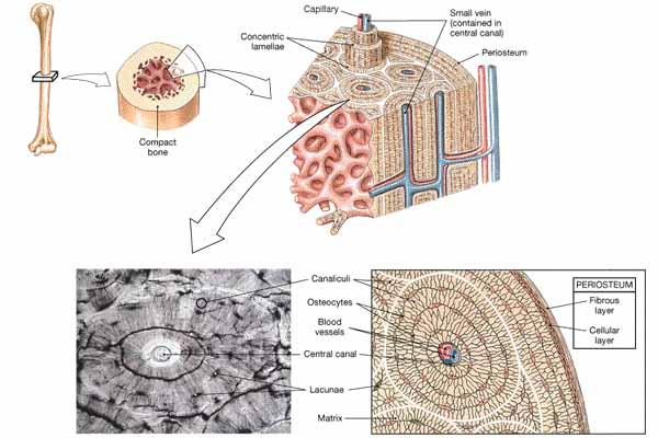 Symphysis pubis Fibrocartilage Threadlike network of