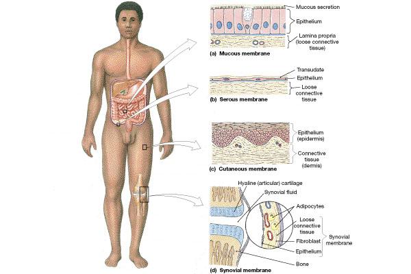 Epithelial layer + underlying connective tissue = epithelial membrane Types Mucous membrane Serous membrane