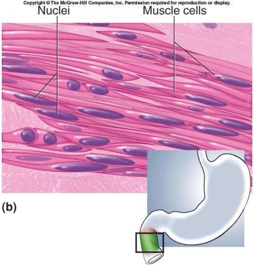 Smooth Muscle Nervous Tissue Found in walls of