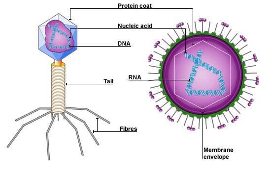 Virus Structure A virus particle, called a virion, consists of: Genes nucleic acid DNA or RNA (retroviruses) But not both!