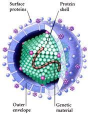 Viruses are NOT Considered Living Viruses do not belong to any kingdom vs