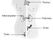 Endocrine System - Overview The eight endocrine glands are: Adrenal glands Pancreas (Islets of Langerhans) Pituitary ygland Pineal gland Ovary(ies) Testicle(s) Thyroid gland Thymus gland 4 Endocrine