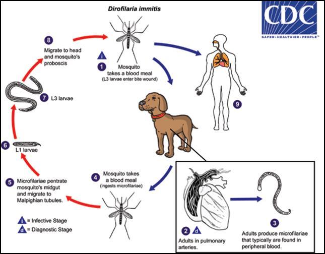 Figure 1.7: The life cycle D. immitis, the causative agent of canine heartworm Adult females reach 25-30 cm, while males are significantly smaller at 12-21 cm in length.