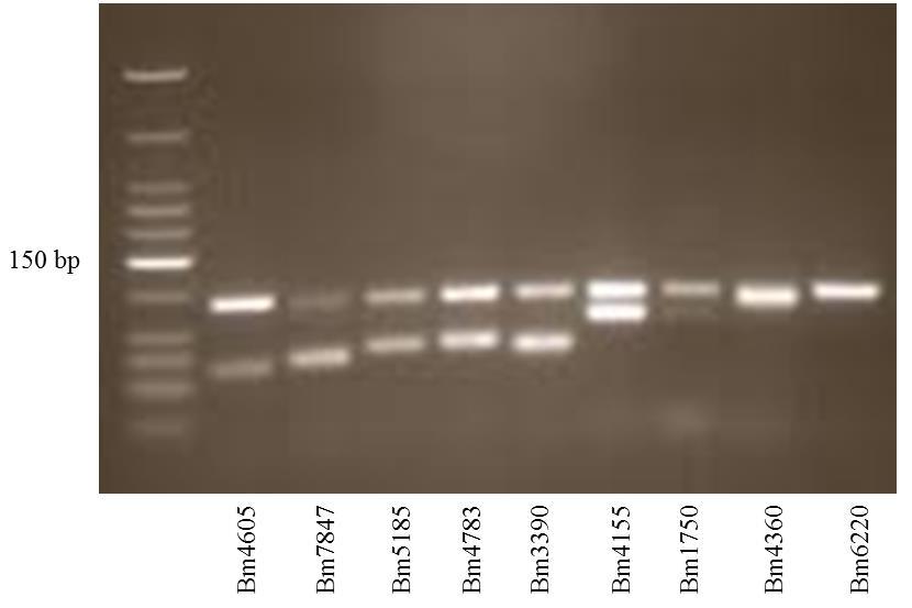 Gel electrophoresis of qpcr target transcripts Products of duplex reactions performed with treated samples were used to perform gel electrophoresis (Figure 3.12) to confirm product size.