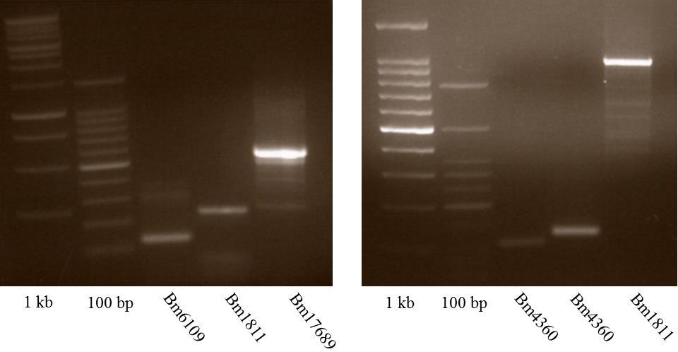 PCR results All three of these primer sets initially produced multiple products and/or products that were not the expected size.