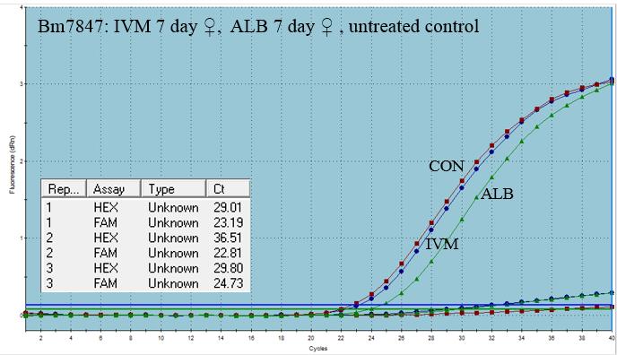Figure 3.15: qpcr curve of Bm7847 expression in IVM, ALB, and untreated females worms from the 7 day time point.