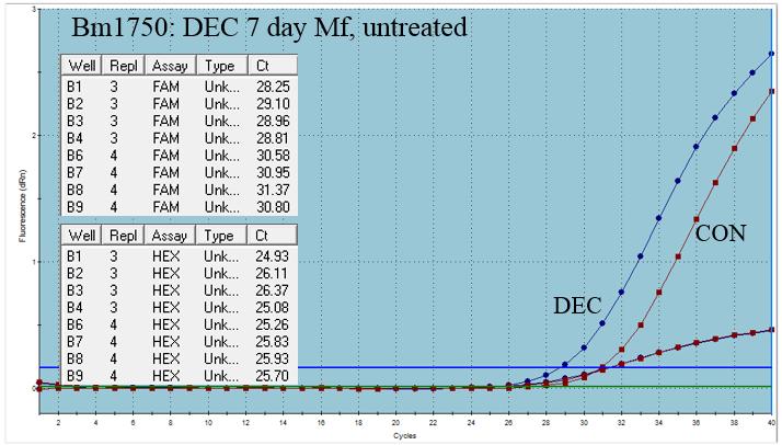 later cycles for treated samples. Figure 3.16: qpcr curve of Bm1750 expression in DEC-treated Mf and untreated Mf from the 7 day time point.