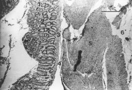 serosa (4); H&E; 6.3 10; scale bar = 100 µm. Fig. 4. Large intestine (colon) uncleaned.
