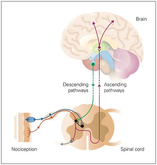 Perception of Chronic Pain Perception Components Nociception: Signal to brain Neuromodulation: Regulation of that signal.