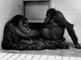 genotypes Orangutan Sexuality Females do not show signs
