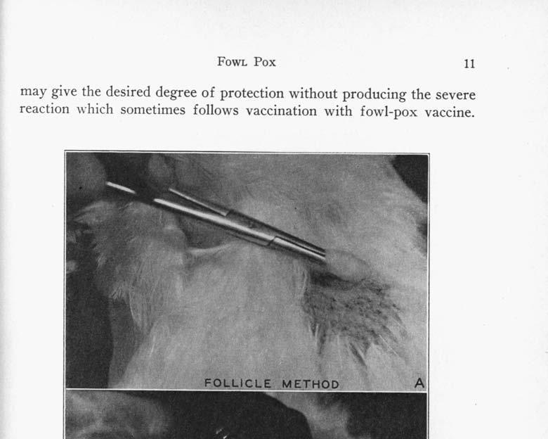 FOWL Pox 11 may give the desired degree of protection without producing the severe reaction which sometimes follows vaccination with fowl-pox vaccine. FIG. 6.