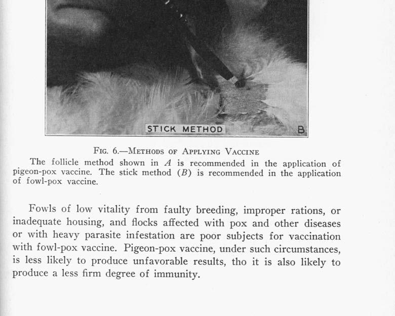 The stick method (B) is recommended in the application of fowl-pox vaccine.